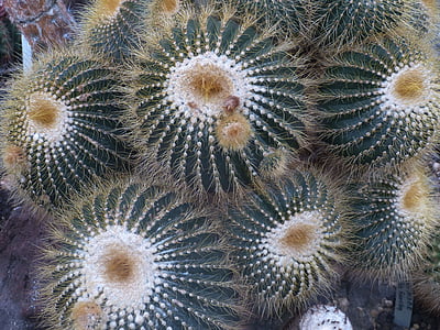 cactus, plant, prickly, nature, close, desert, spur