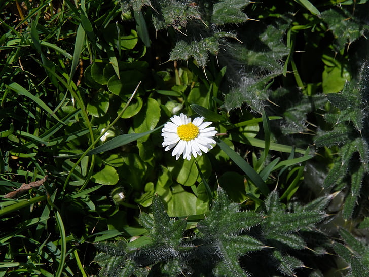 daisy, white, pointed flower, yellow, tausendschön, blossom, bloom