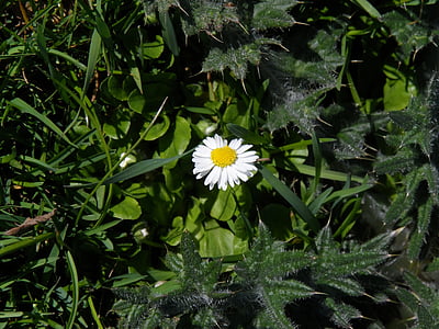 Daisy, blanc, fleur pointue, jaune, Tausendschön, Blossom, Bloom