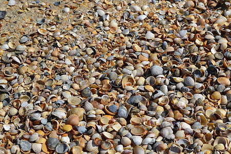 貝殻石灰岩, アゾフ海, ビーチ, 小石, 自然, 背景, 海