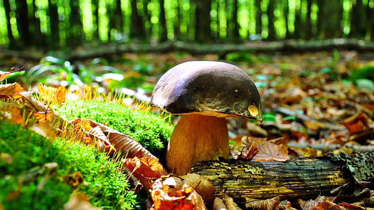 gljiva, vrganji, jesen, šuma, priroda, gljiva, hrana