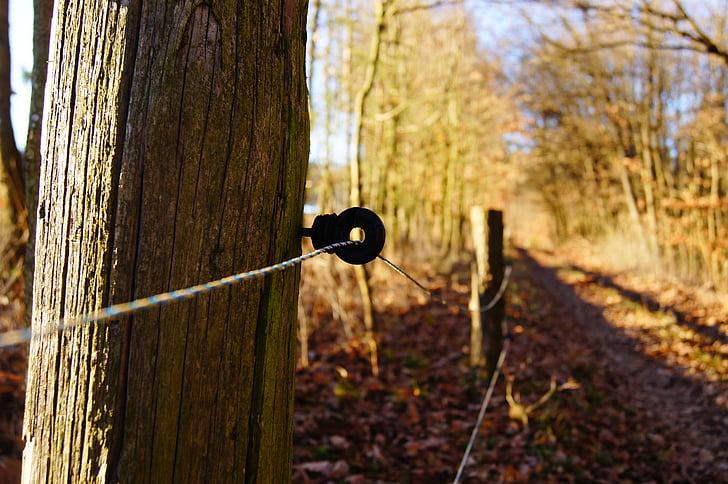 electric fence, away, fence, coupling, forest, trees, wire
