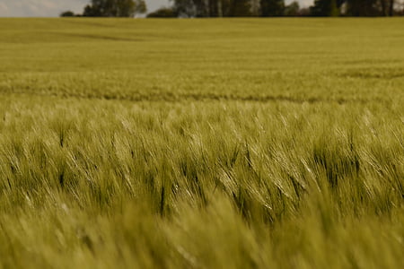 barley, barley field, arable, cultivation, green, field, landscape