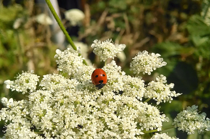 Ladybug, blomst, insekt, utendørs, rød, hvit, natur