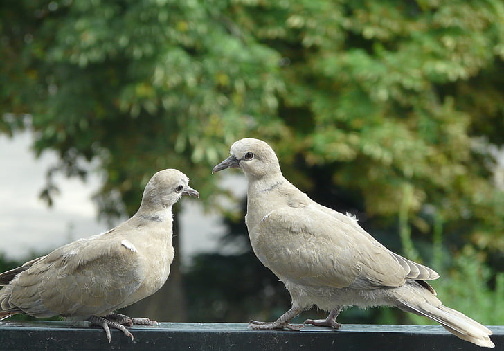 pigeons, para, réunion, curiosité, oiseaux, oiseau, nature