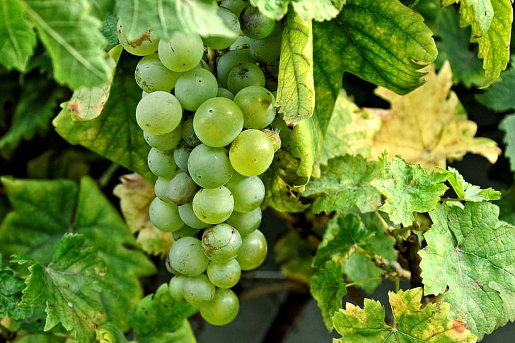 druiven, Grapevine, wijnstokken, wijnbouw, wijnstok, Rebstock, groen