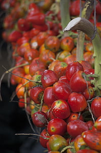 pejibaye, Красные фрукты, тропический, фрукты, питание, свежий, экзотические