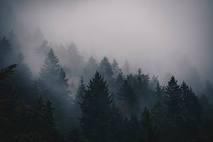 fog, cold, trees, pines, mountain, landscape, sky