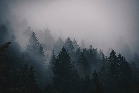 ομίχλη, κρύο, δέντρα, πεύκα, βουνό, τοπίο, ουρανός