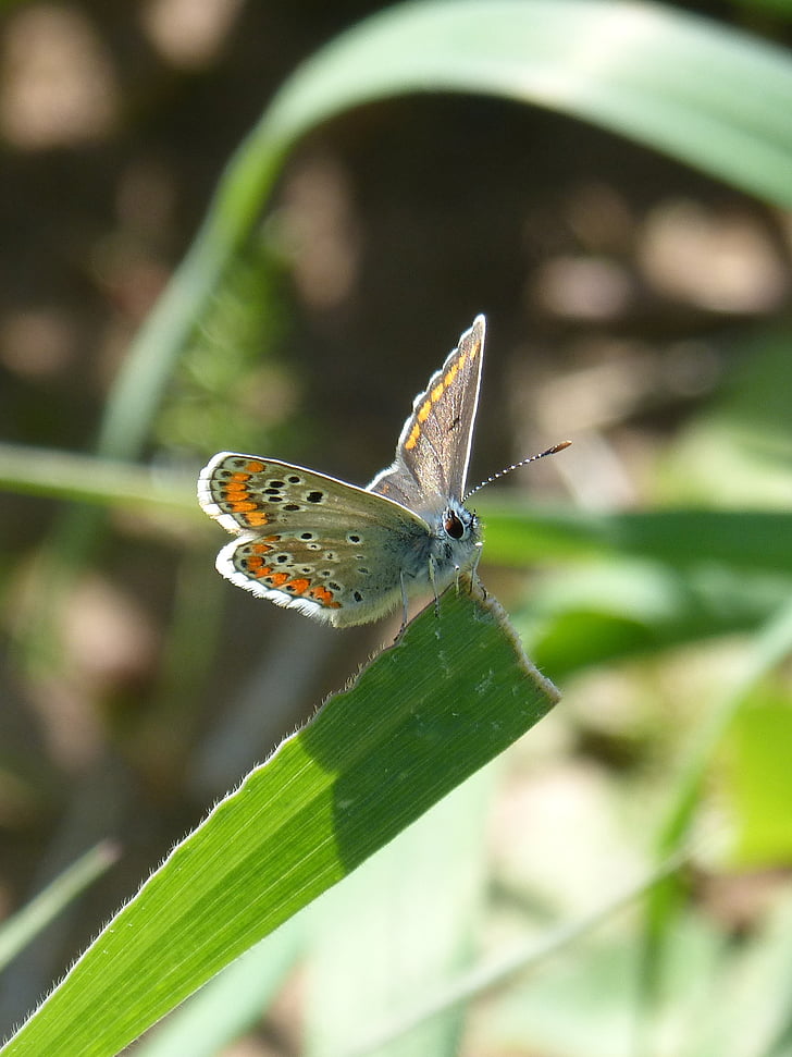 sommerfugl, brunette, og guide Sør, Aricia cramera, blad, detaljer