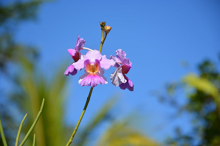 orchidea, virág, szépség, gyönyörű, természet, virágos, Blossom