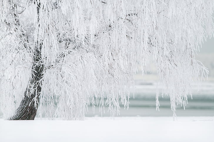 l'hivern, arbre, neu, paisatge, fred, desembre, Nadal
