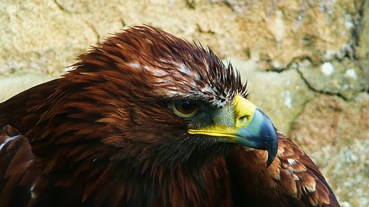 Closeup, Fotografía, marrón, Halcón, pájaro, águila, animal