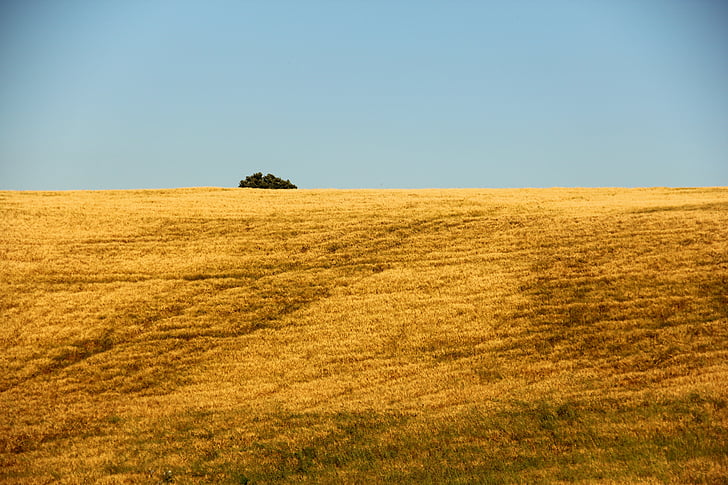 field, agriculture, italy, nature, crop, summer