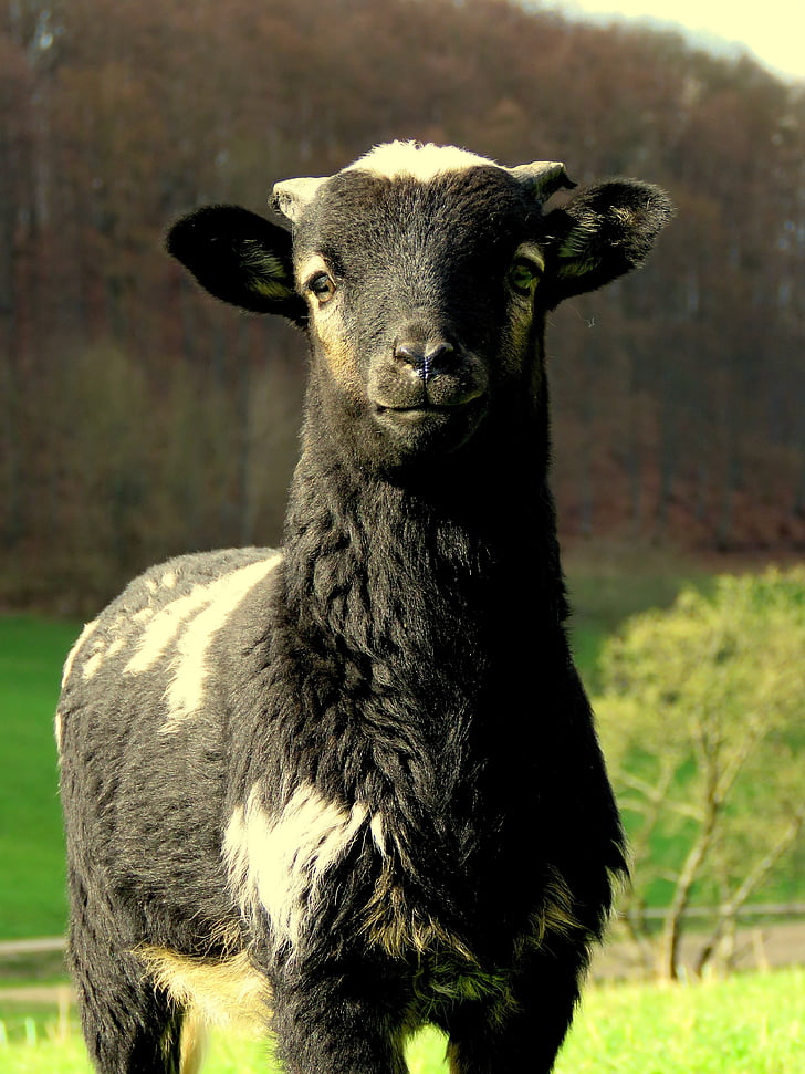 πρόβατα, μαύρο, πυλώνας, μαύρο πρόβατο, Χαριτωμένο, μαλλί, αρνί