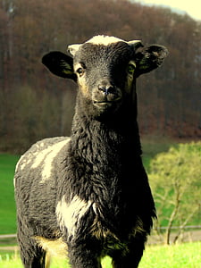 moutons, noir, pilier, mouton noir, mignon, laine, agneau