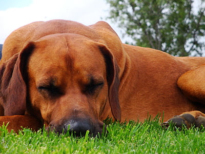 dog, sleeping, pet, breed, pets, domestic animals, grass