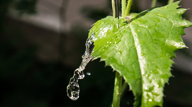 leaf, water, nature, green, crystalline, natural, irrigation