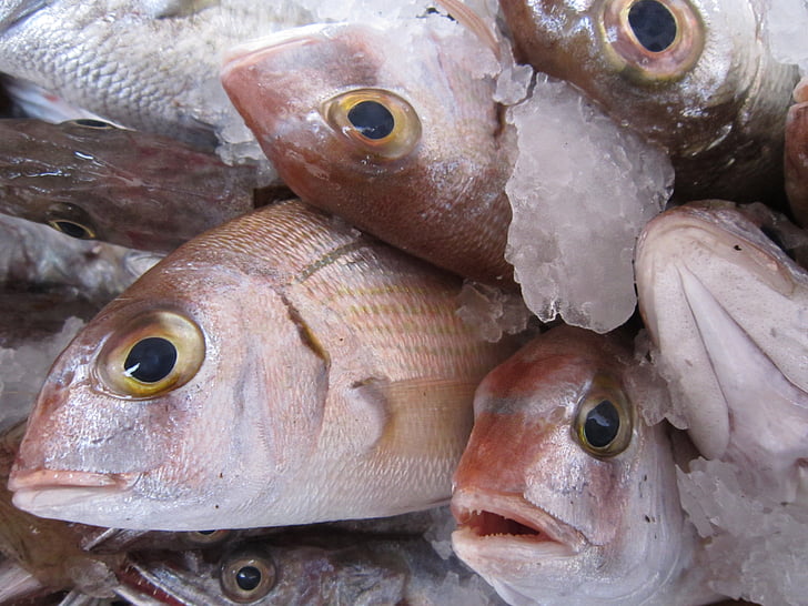 riba, svježa riba, Ribarnica, tržište, ribolov, more, zdrav