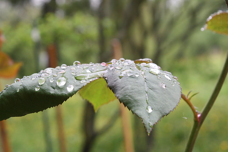Rosenblatt, naturen, regn, droppe vatten, regndroppe, makro, släpp