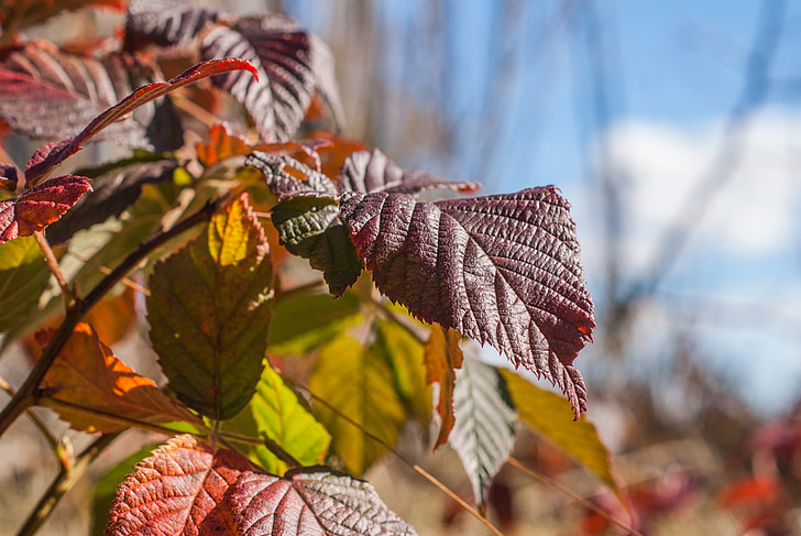 Crimson, červená, listy, podzim, závod, větev, list