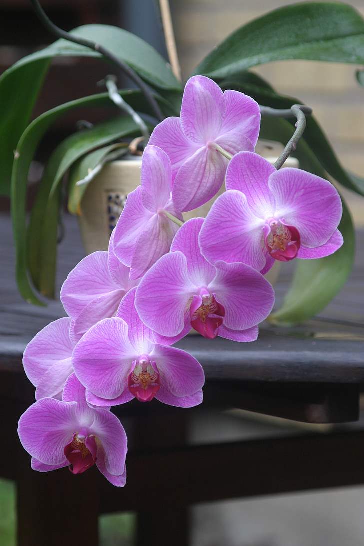 orquídea, -de-rosa, planta em vaso, flor, roxo, natureza, planta