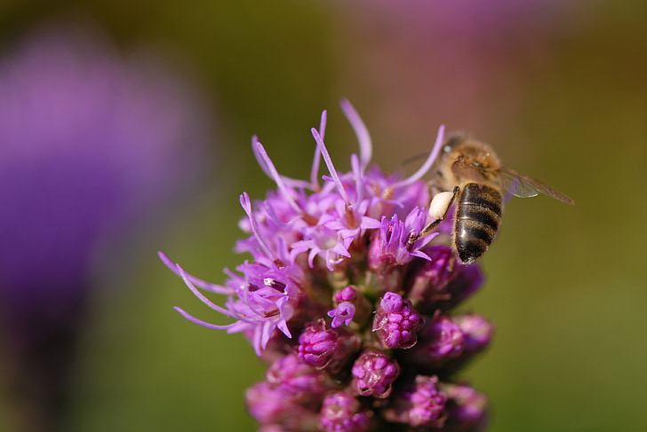flower violet, bee, close