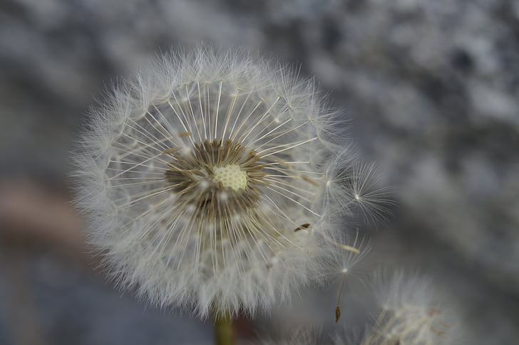 dandelion, seeds, about, tender, close, faded, macro