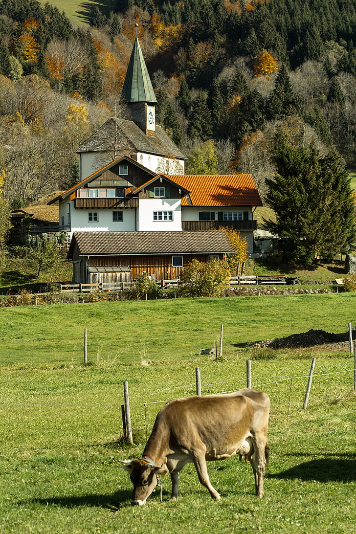 Allgäu, Villaggio, mucca, autunno, agricoltura, paesaggio, Agriturismo