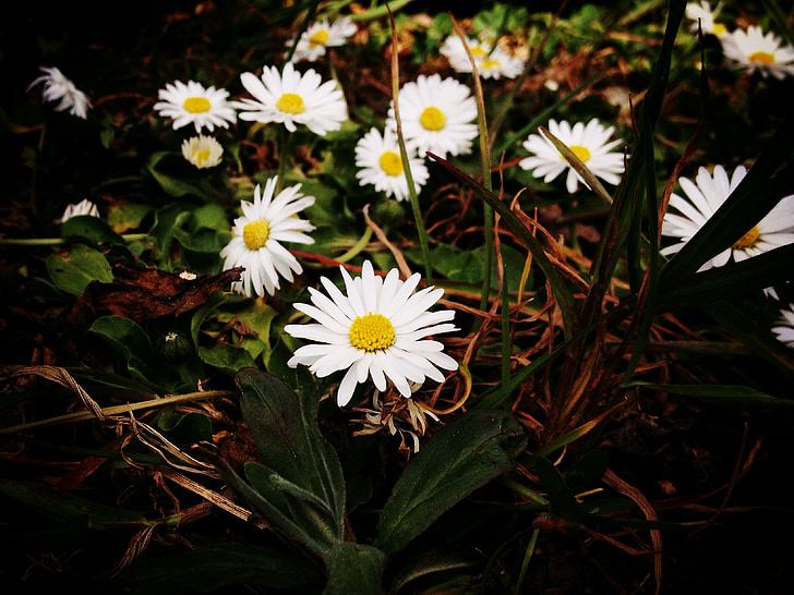 Margarida, flor, flor, flor, blanc, planta, natura