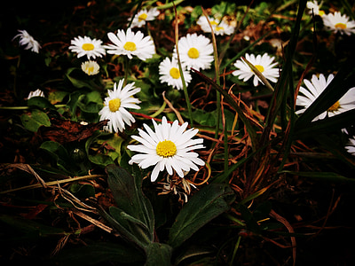 Daisy, bunga, Blossom, mekar, putih, tanaman, alam