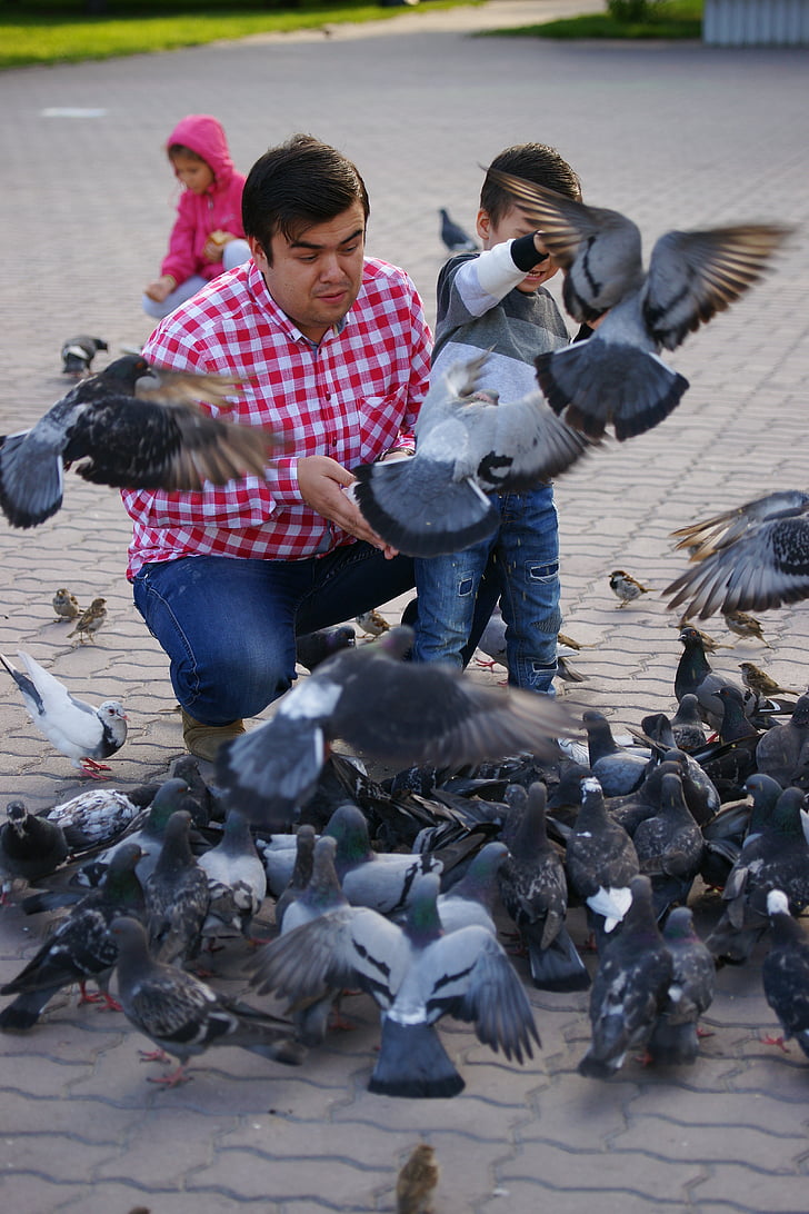 mann, duer, bilder, fôring pigeons, Russland, ferie