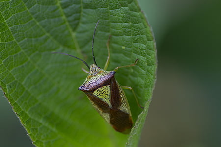 heteroptera bug, insect, green, leaf, nature