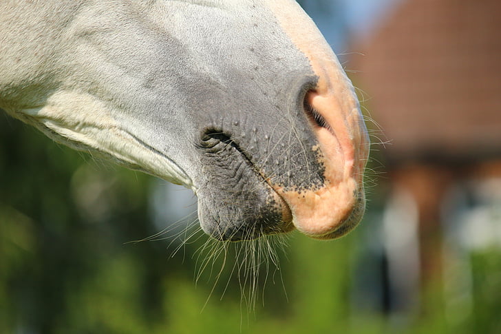 hest, skimmel, næsebor, Thoroughbred arabiske, feel good ansigt, tasthaare, Arabian horse