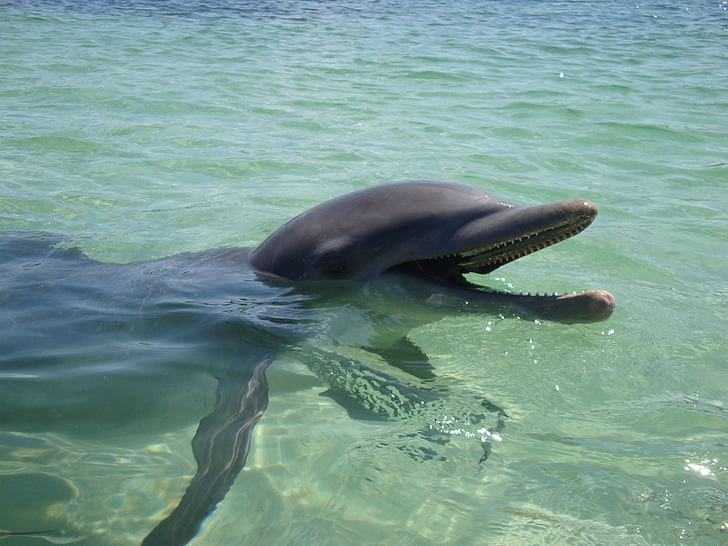 Dofí, l'aigua, oceà, animal, Natació, Marina, natura