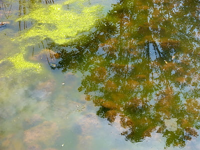 dammen, vatten, reflektion, alger, vattenlevande växter, grön