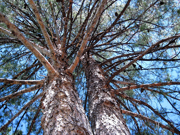Pine, träd, grenar, naturen, Utomhus, trunk, bark