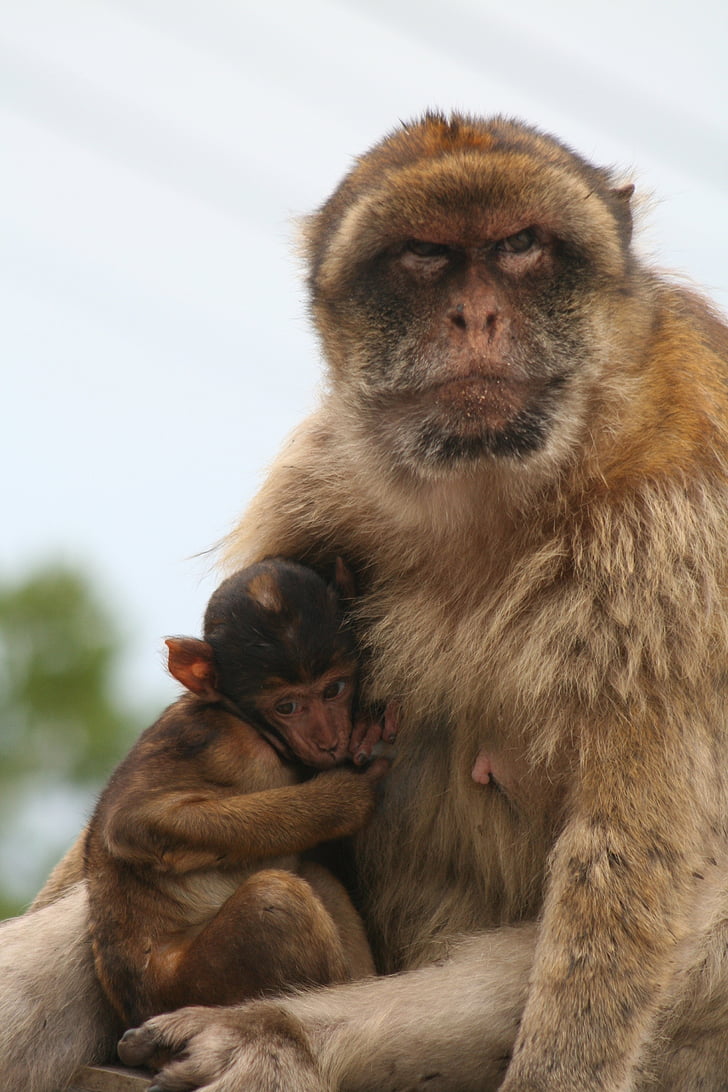 Barbary ape, Gibraltar, con khỉ