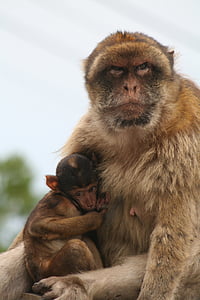 Barbary ape, Gibraltar, Monkey