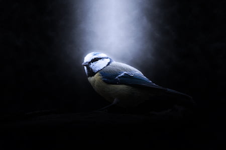 uccello, tit blu, animale, natura, blu, tit, mondo animale