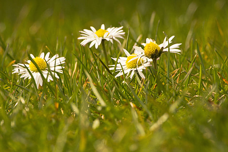 Daisy, vit, blommor, våren, först född