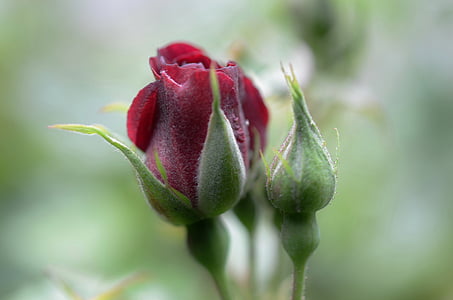 Rosa, vermell, flor, natura, floral, flor, pètal
