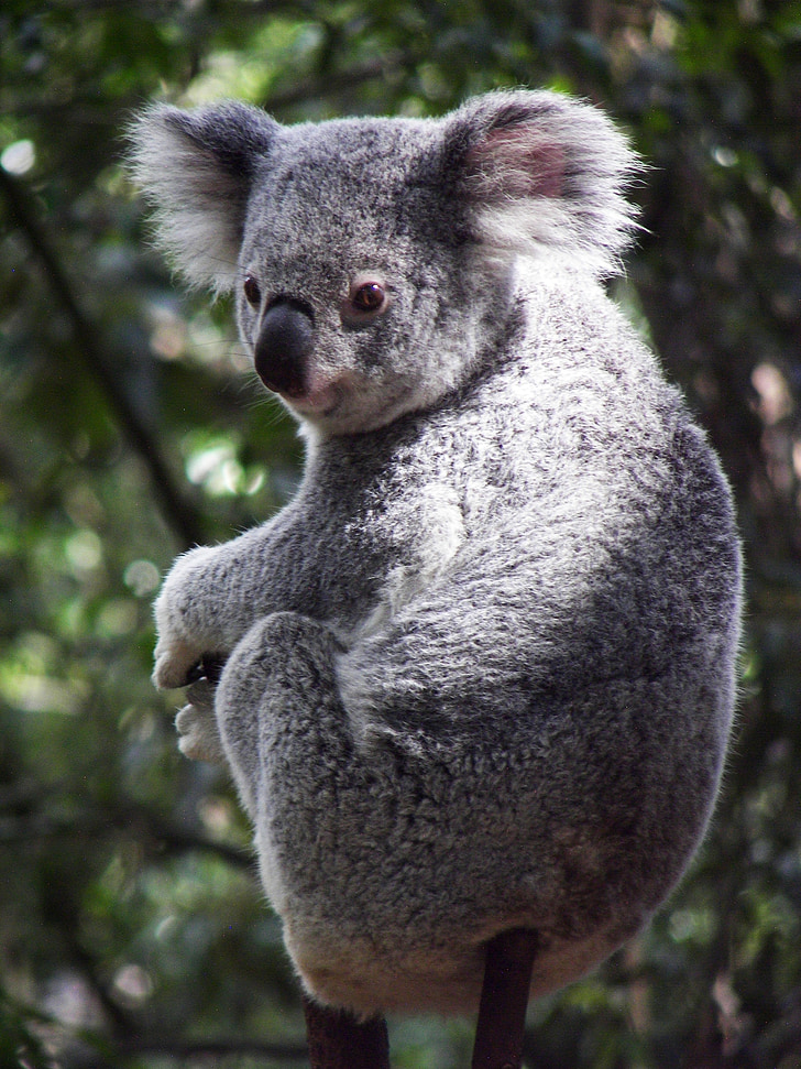 Koala, Australia, koalabjørn, pungdyr, Queensland, søt, dyr
