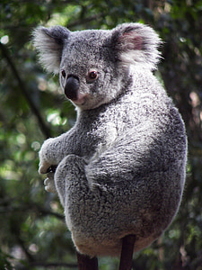 树袋熊, 澳大利亚, 考拉熊, 有袋类动物, 昆士兰州, 甜, 动物