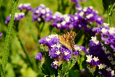 пеперуда, природата, лято, естествени, фауна, насекоми, животните