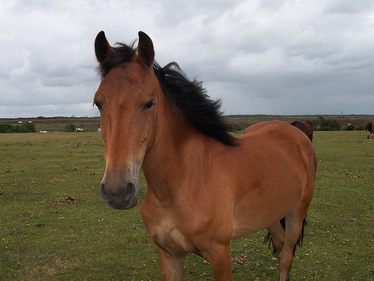 horse, pony, outside, field, new forest, nature, equestrian