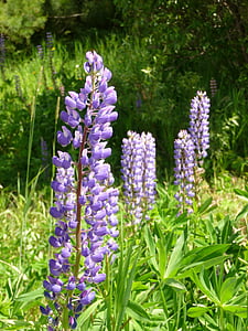 lupines, flowers, wildflowers, purple, flora, bloom, lupine