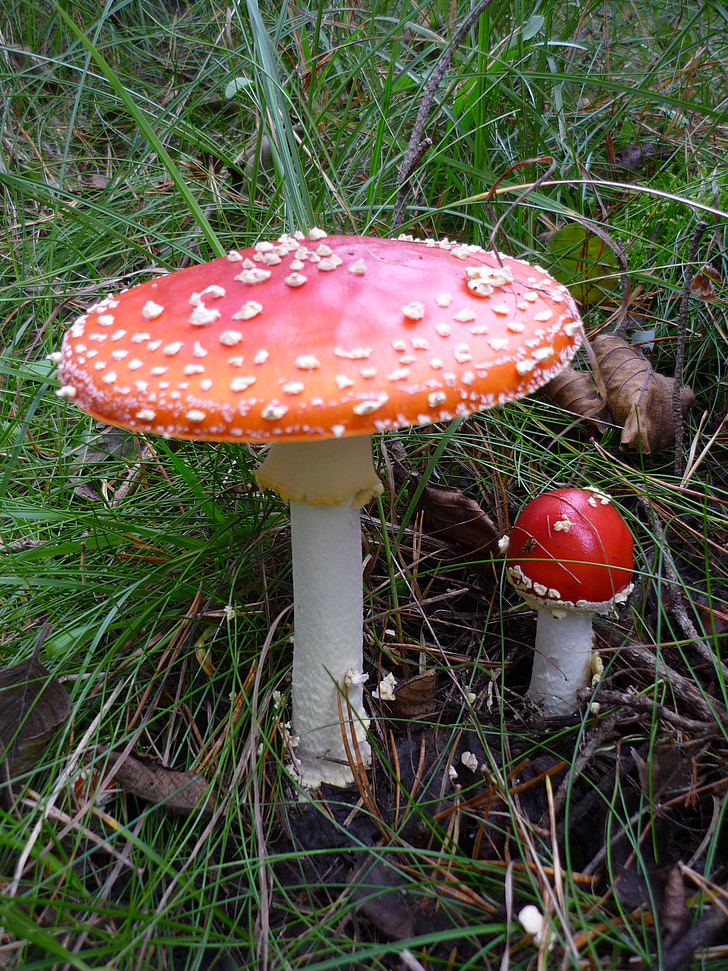 fly agaric, toxic, nature, forest, red, spotted