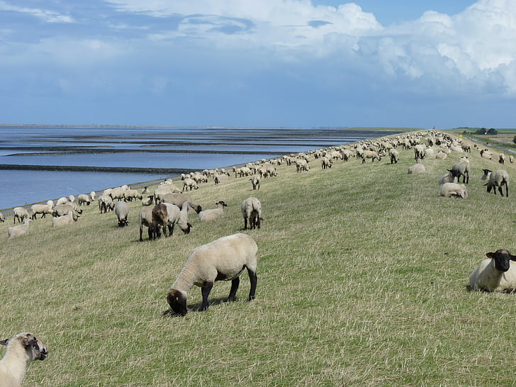 flock of sheep, dike, east frisia, sheep, wadden sea, flock