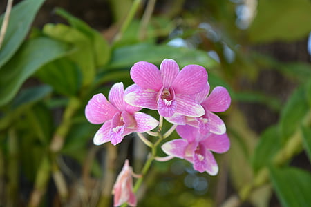 flowers, pink, thai orchid, profusion pink, tree, spring, nature